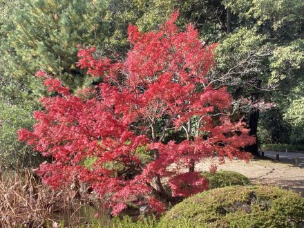 紅葉　見頃（2023.11.28）