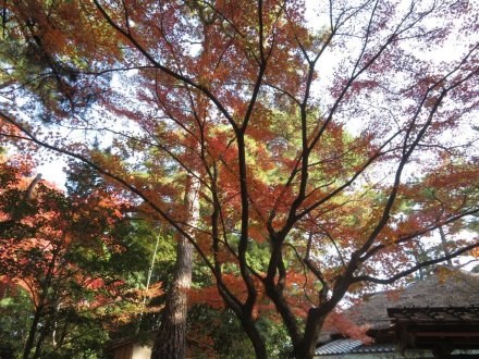 紅葉　見頃（2023.11.28）