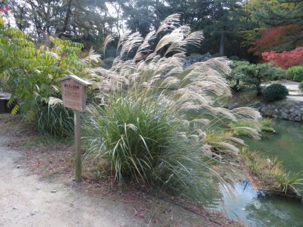 紅葉　見頃（2023.11.28）