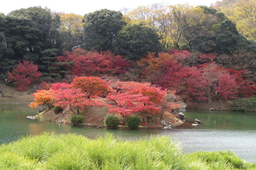 紅葉　見頃（１１月３０日）