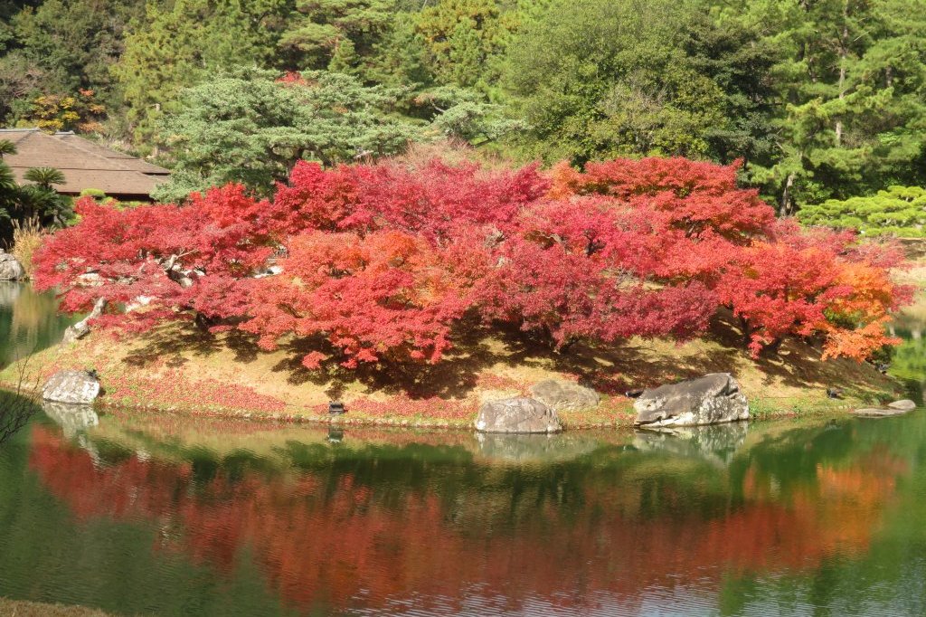 紅葉　見頃（１１月３０日）