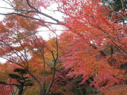 紅葉　見頃（2023.11.30）