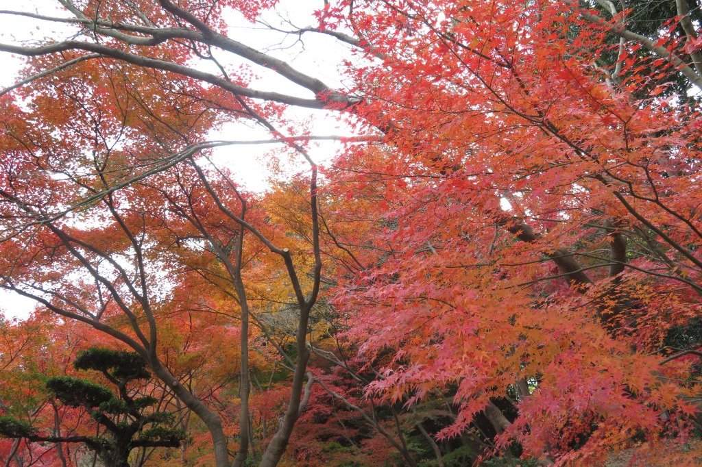 紅葉　見頃（１１月３０日）