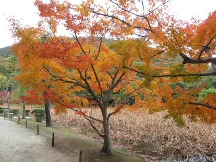 紅葉　見頃（2023.11.30）