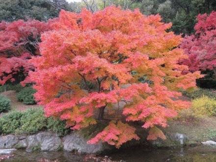 紅葉　見頃（2023.11.30）