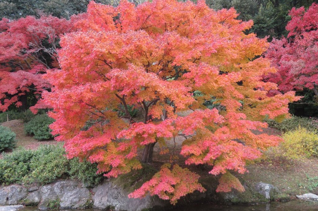 紅葉　見頃（１１月３０日）