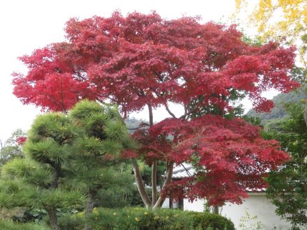 紅葉　見頃（2023.11.30）