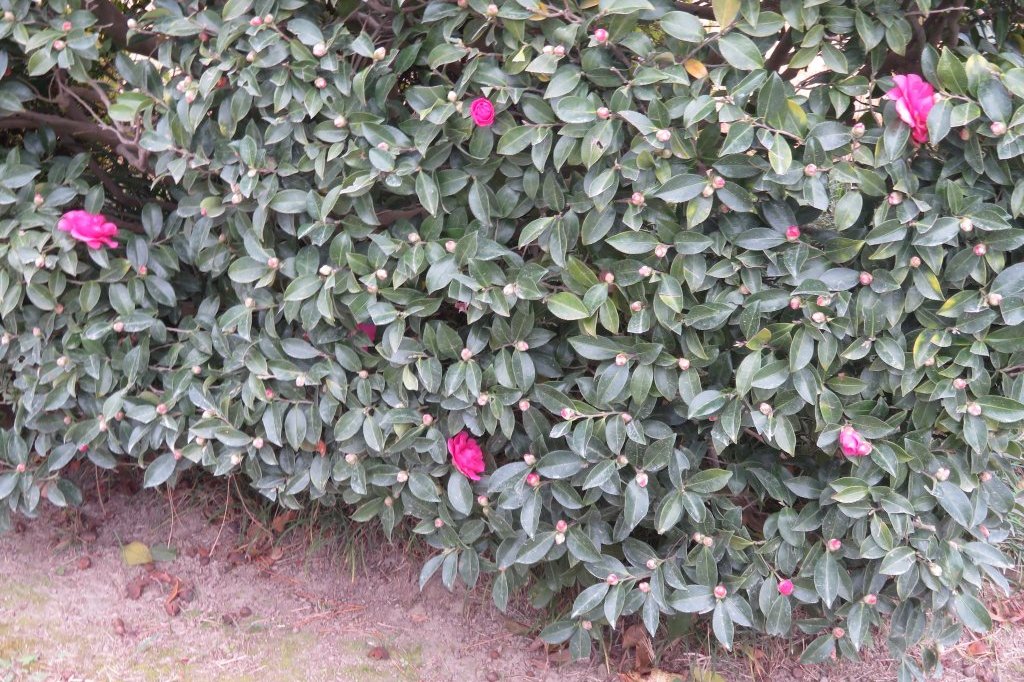 紅葉　見頃（１１月３０日）