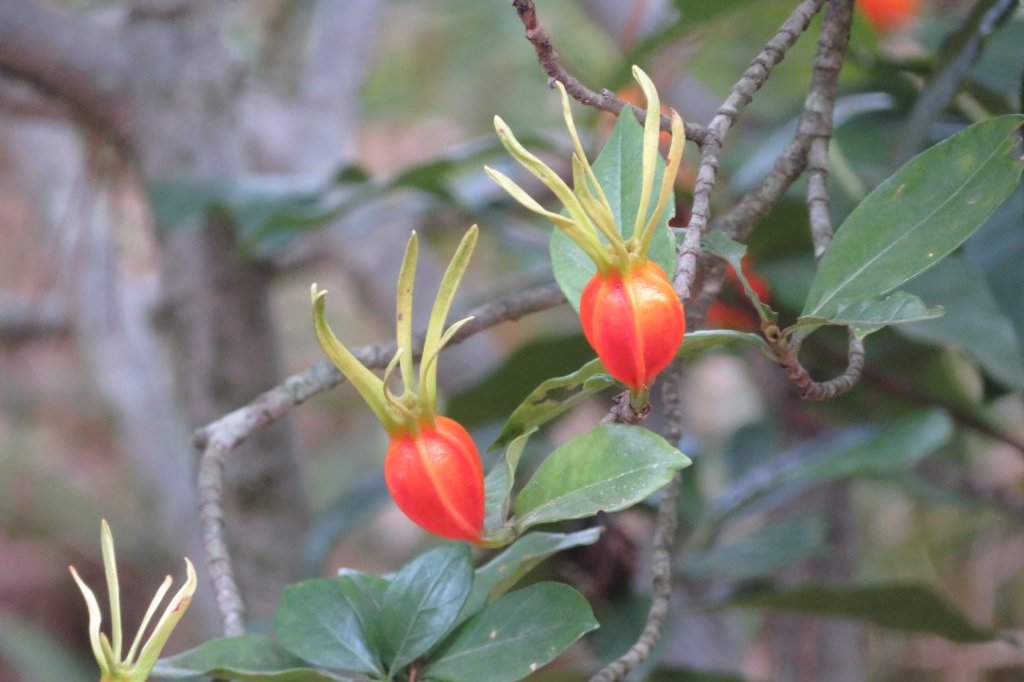 紅葉　見頃（１１月３０日）