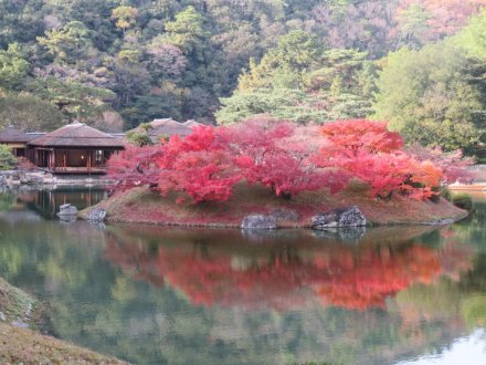 紅葉　散り始め（2023.12.6）