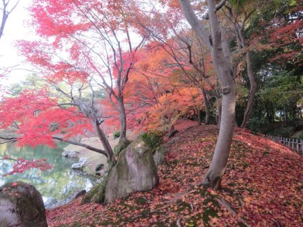 紅葉　散り始め（2023.12.6）