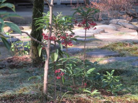 見頃の花々　紅葉はおしまい（2023.12.10）