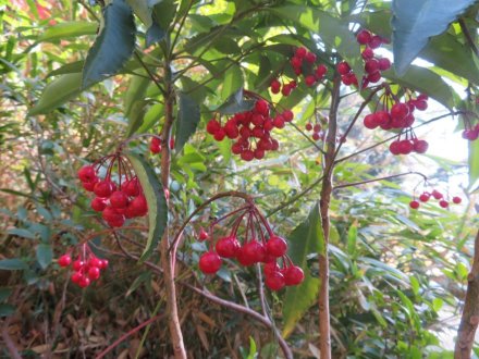 見頃の花々　紅葉はおしまい（2023.12.10）