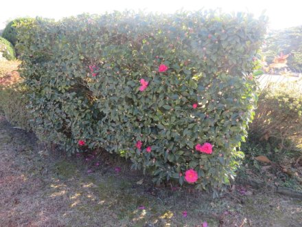 見頃の花々　紅葉はおしまい（2023.12.10）