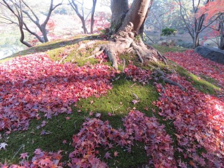 見頃の花々　紅葉はおしまい（2023.12.10）