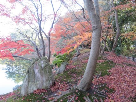 見頃の花々　紅葉はおしまい（2023.12.10）