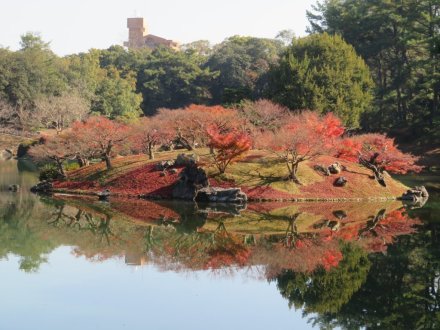 見頃の花々　紅葉はおしまい（2023.12.10）