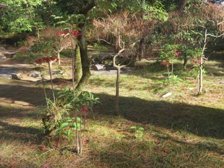見頃の花々（2023.12.17）