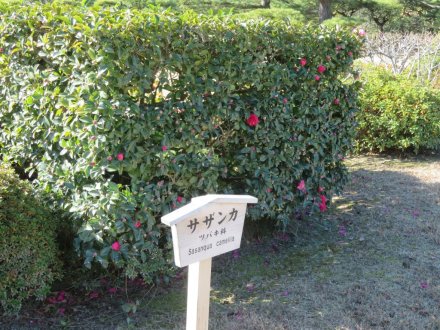 見頃の花々（2023.12.17）