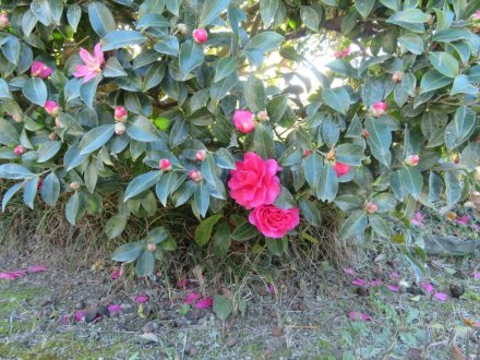 見頃の花々（2023.12.17）