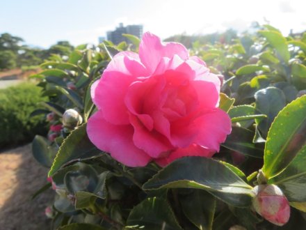 見頃の花々（2023.12.17）