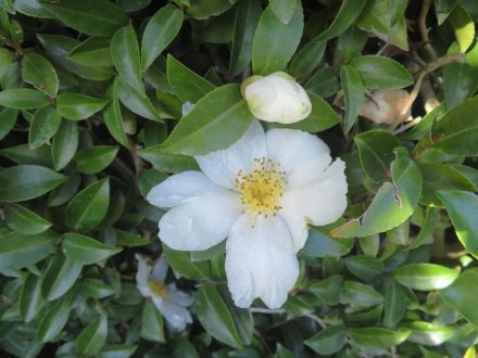見頃の花々（2023.12.17）