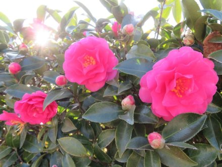 サザンカ、見頃の花々（2023.12.27）