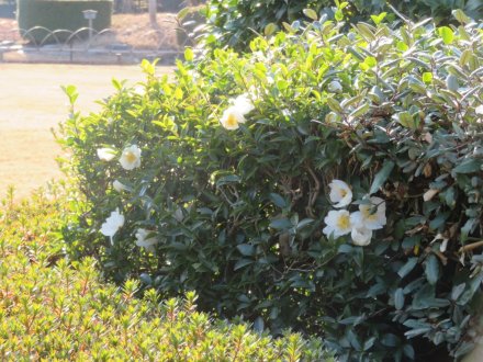 サザンカ、見頃の花々（2023.12.27）