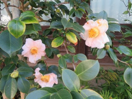 サザンカ、見頃の花々（2023.12.27）