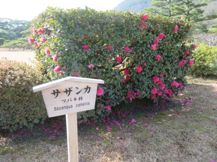 梅の蕾ふくらむ、見頃の花々（2024.1.5）