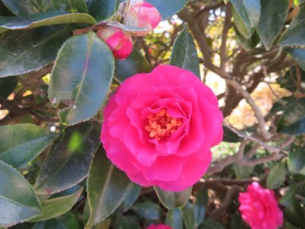 梅の蕾ふくらむ、見頃の花々（2024.1.5）