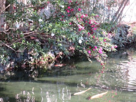 梅の蕾ふくらむ、見頃の花々（2024.1.5）