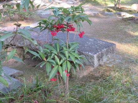 梅の蕾ふくらむ、見頃の花々（2024.1.5）