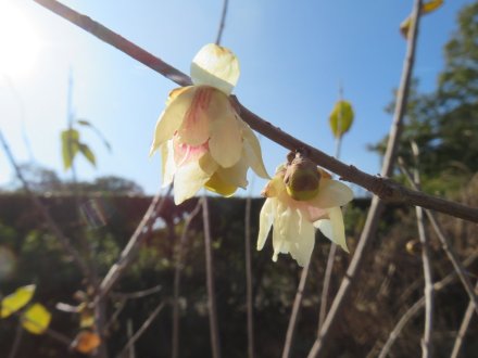 梅の蕾ふくらむ、見頃の花々（2024.1.5）