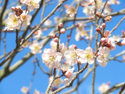 冬至梅と、見頃の花々（2024.1.13）