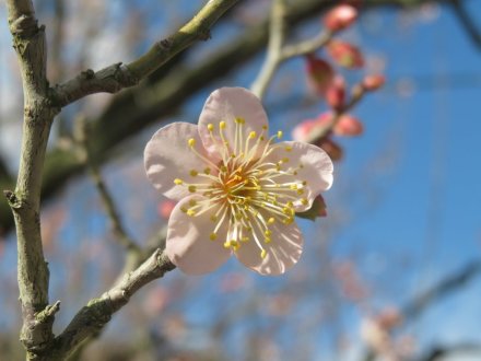 冬至梅と、見頃の花々（2024.1.13）