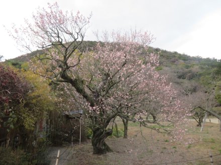 冬至梅と、見頃の花々（2024.1.13）
