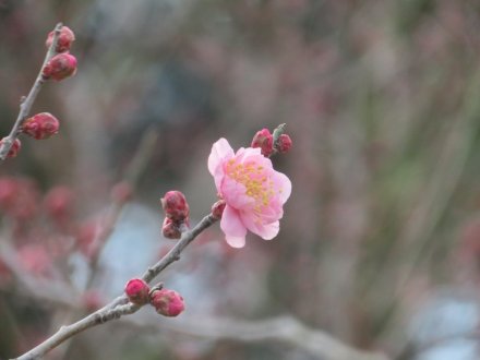 冬至梅と、見頃の花々（2024.1.13）