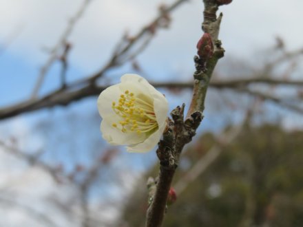 冬至梅と、見頃の花々（2024.1.13）