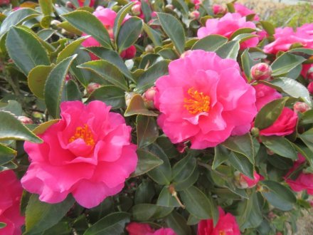 冬至梅と、見頃の花々（2024.1.13）