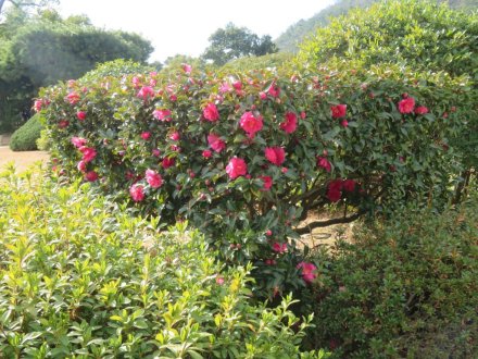 冬至梅と、見頃の花々（2024.1.13）