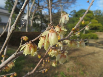 冬至梅と、見頃の花々（2024.1.13）