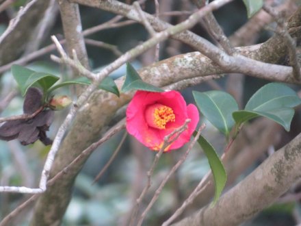 冬至梅と、見頃の花々（2024.1.13）