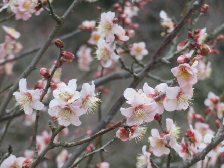 ウメの様子、見頃の花々（2024.1.18）