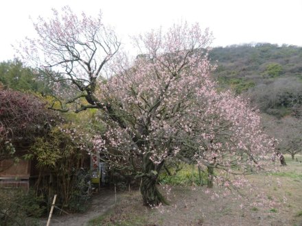 ウメの様子、見頃の花々（2024.1.18）