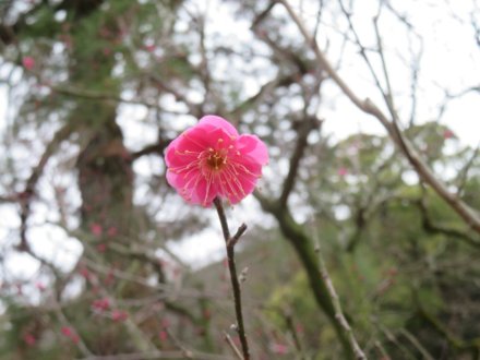 ウメの様子、見頃の花々（2024.1.18）