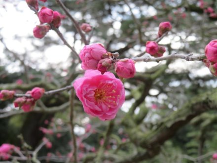 ウメの様子、見頃の花々（2024.1.18）