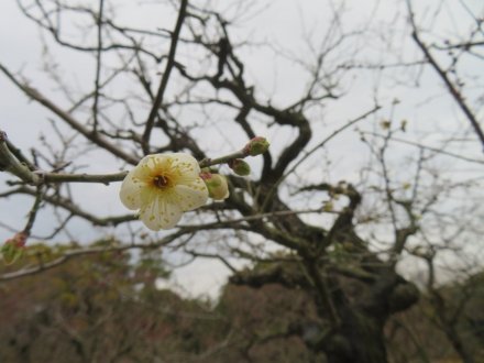ウメの様子、見頃の花々（2024.1.18）