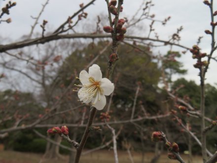 ウメの様子、見頃の花々（2024.1.18）
