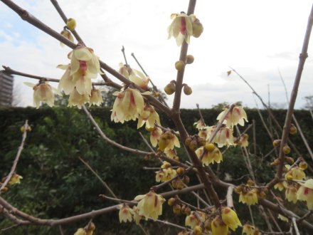 ウメの様子、見頃の花々（2024.1.18）